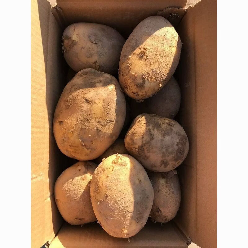 贵州威宁土豆蔬菜马铃薯洋芋黄皮黄心土豆新鲜整箱正宗现挖现发 贵州黄心土豆【10斤装】更划算