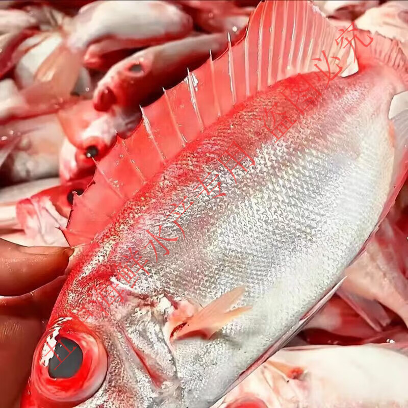 大眼鸡鱼博贺港新鲜深海野生大眼鱼红目鲢鲜活冷冻大鱼顺丰一整箱 大