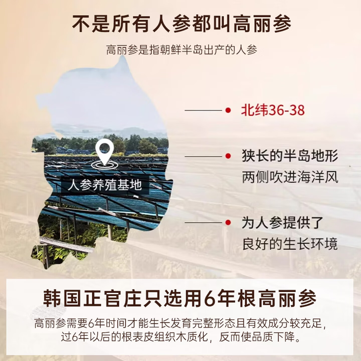 正官庄韩国进口6年根高丽参原支切片参88g红参滋补营养品礼盒备考必备 88g*1盒