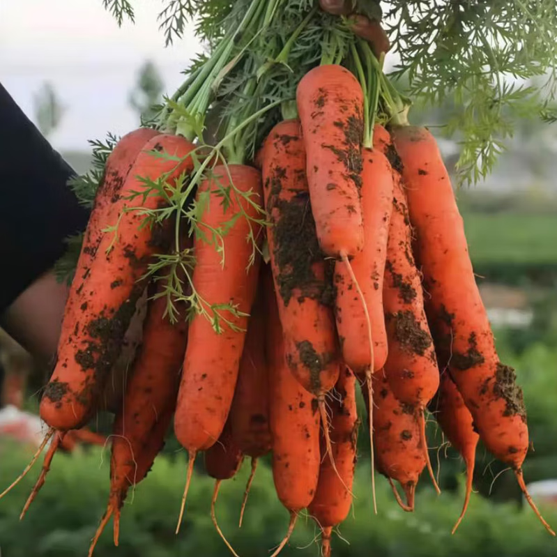 ӼľBlessedWoodַܲũ߲ˮɳغܲ 8.5-9ﾫѡװ 16.8Ԫ