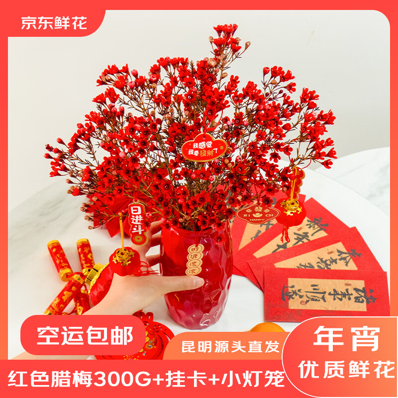 京东鲜花冬季腊梅云南直发红色腊梅300g赠送挂卡+2灯笼生活鲜花源头直发