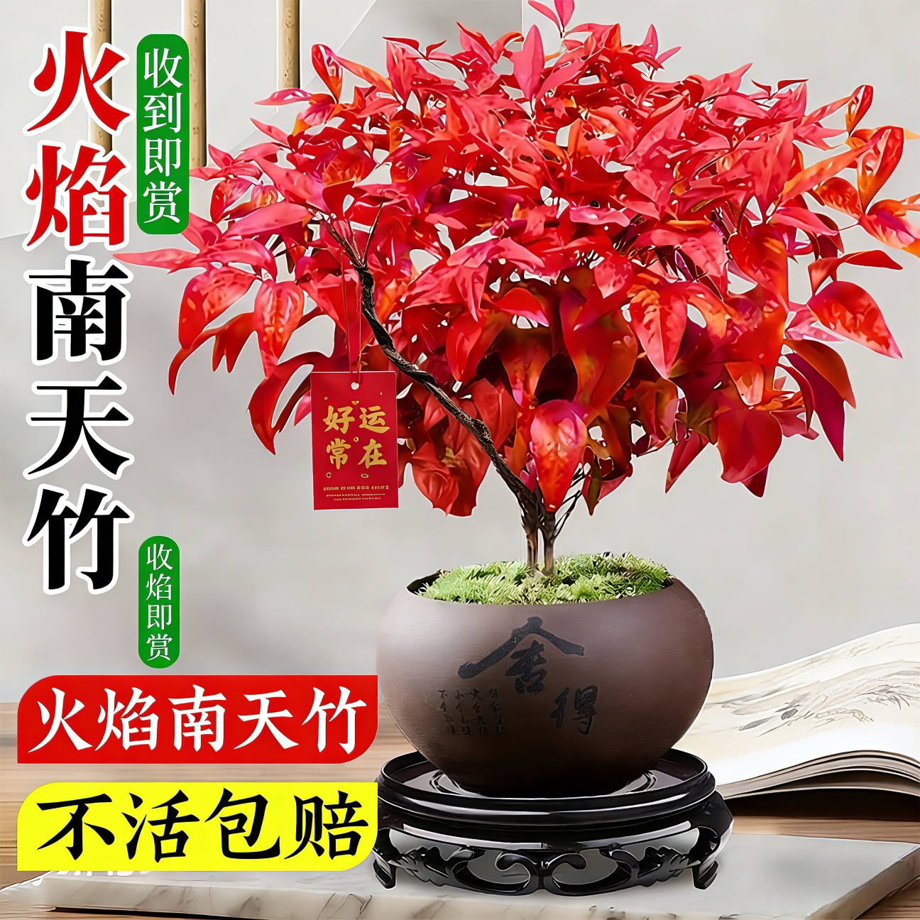 叹为观止五福临门五根富贵竹盆栽中式禅意绿植物办公室内步步高升 金钻+舍得紫砂盆