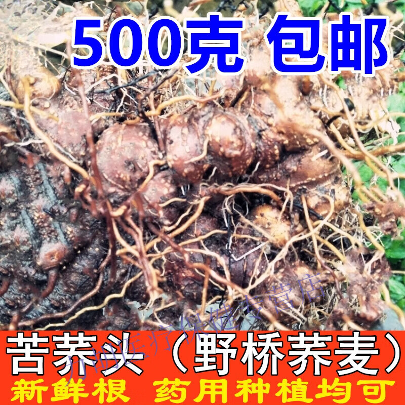 新鲜野南荞苦荞头500g苦荞麦根可种四川野兰荞干货粉金荞