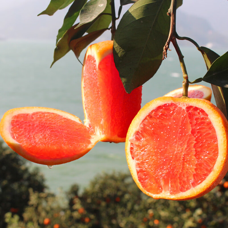 江橙诗语 中华红橙净重9斤大果 产地直发湖北秭归正宗中华红血橙 新鲜采摘 净重9斤（彩箱单果75mm+）