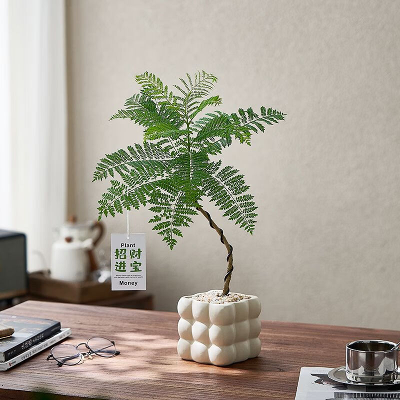 OYKTN造型网红蓝花楹盆栽植物好养易活室内办公室桌面精品绿植净化空气 单株造型蓝花楹-九宫格盆