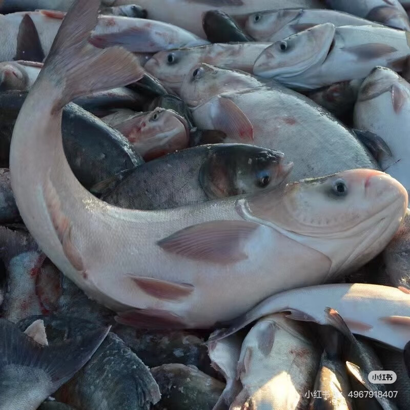 查干湖渔场直采冬捕胖头鱼年货礼盒活鱼速冻7到30斤整条假一赔十 30斤 胖头鱼镇店之宝，一鱼一码，保证正品，假一赔十