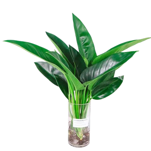 ���ڲ������ֻ��Դ��������ˮ��ֲ�ﻨ�������Ҷ�̹�������������ıȩˮ����ֲ ����ֲ�����ƿ��-����30-40cm��2�á� 8.86Ԫ