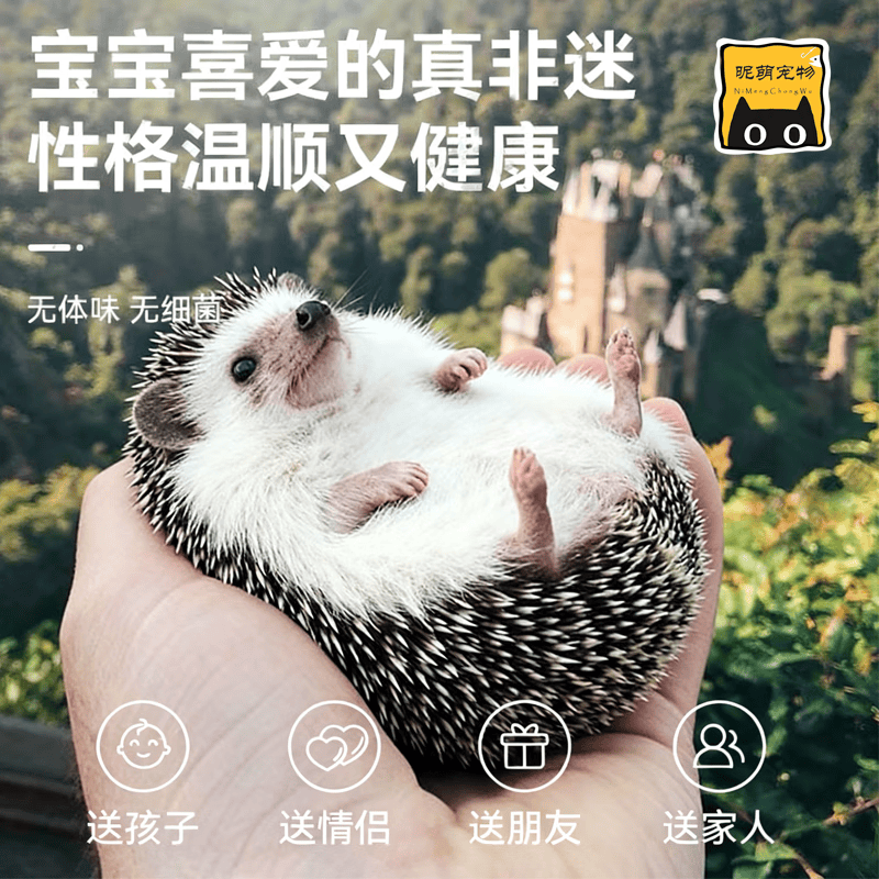 SMVP �������������� ԭɫĸ 40������ ��������� �����޳������� 90Ԫ�����׹����ȳ���Ϯ ���ټ�į