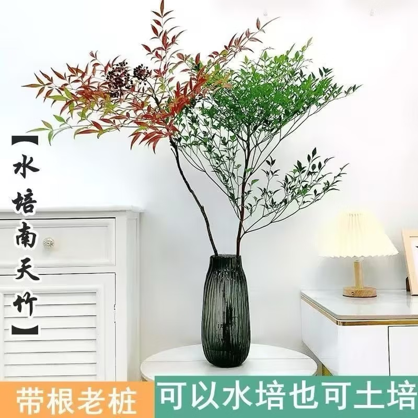 南天竹水培火焰盆栽客厅正宗南天竹鲜切室内桌面绿植好养高档清仓 两颗