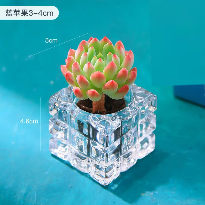 ���ڲ�����īһ��������ֲ������ˮ�����ײ�������ֺ���������ֲ��������ڼ� ������+ˮ���衾��Ʒ������ 8.9Ԫ