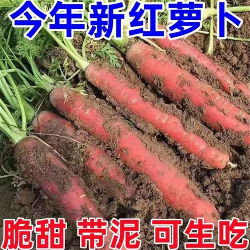 秦品堂陕西沙地水果红萝卜 新鲜蔬菜现挖脆甜胡萝卜红皮 5斤精品装