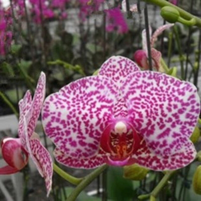 客厅盆栽绿植花卉兰花君子兰苗带大苗盆栽 豹斑蝴蝶兰 透明原盆 原土