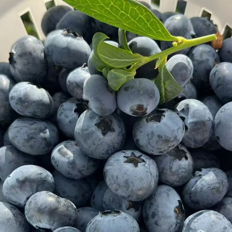 缦语【顺丰发货】云南花香蓝莓露天生态种植宝宝脆甜多汁营养健康 6盒【金标15mm+】 125g/盒【 顺丰上门 I 空运冷链】