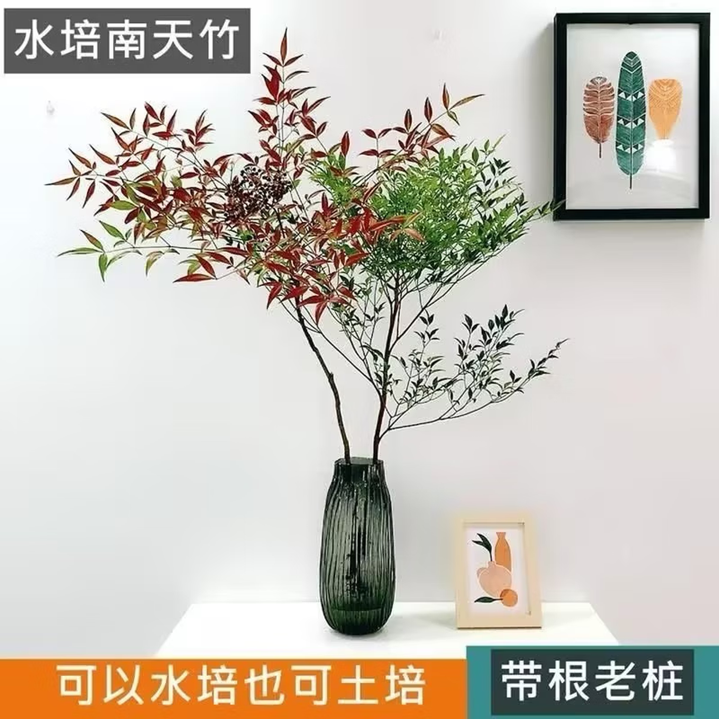 南天竹水培火焰盆栽客厅正宗南天竹鲜切室内桌面绿植好养高档清仓 两颗 京东折扣/优惠券