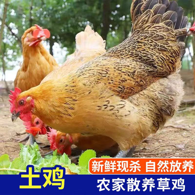 农家散养走地鸡现杀生鸡肉 净重1.4-2斤/只 到手17.9元包邮，纯天然，无饲料，无激素，很健康，每天都在溜达 - 线报酷