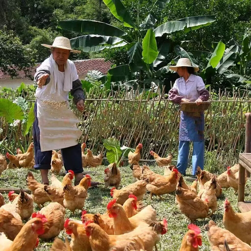 江七公农家散养走地鸡整只鲜土跑步土鸡无抗无激素 沂蒙山散养母鸡 一只黄油母鸡净重2斤