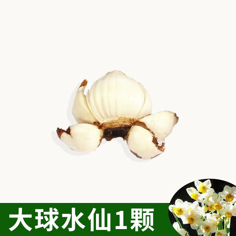 ������ˮ�ɻ���������������������ˮ�����������ֲ���� ����ˮ�ɻ�1�� 4.8Ԫ