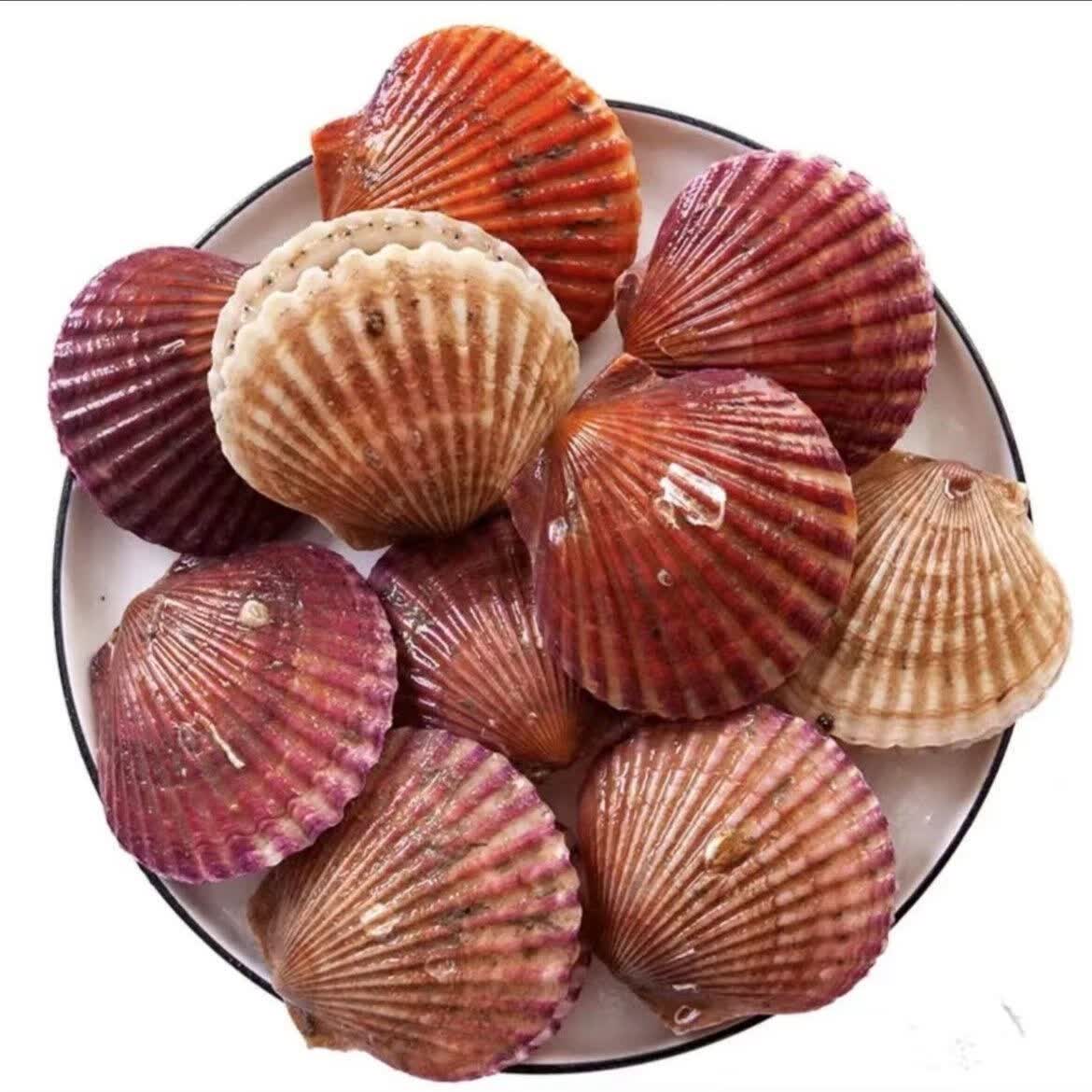 獐子岛港湾贝小红贝刺贝带壳海捕贝类海鲜扇贝鲜活新鲜 3斤[精选大个]