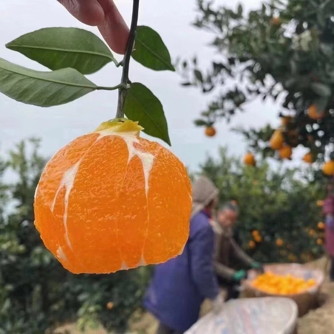 江橙诗语秭归脐橙湖北九月红果冻橙 当季新鲜手剥甜橙子孕妇酸甜皮薄多汁 净重9斤大果彩箱【70-80mm20-25个左右】