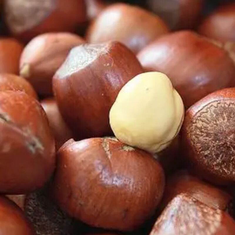 汤泉一品东北大榛子新货东北特产长毛大开口榛子薄皮榛子原味糖炒零食批发 东北开口榛子500g*3袋