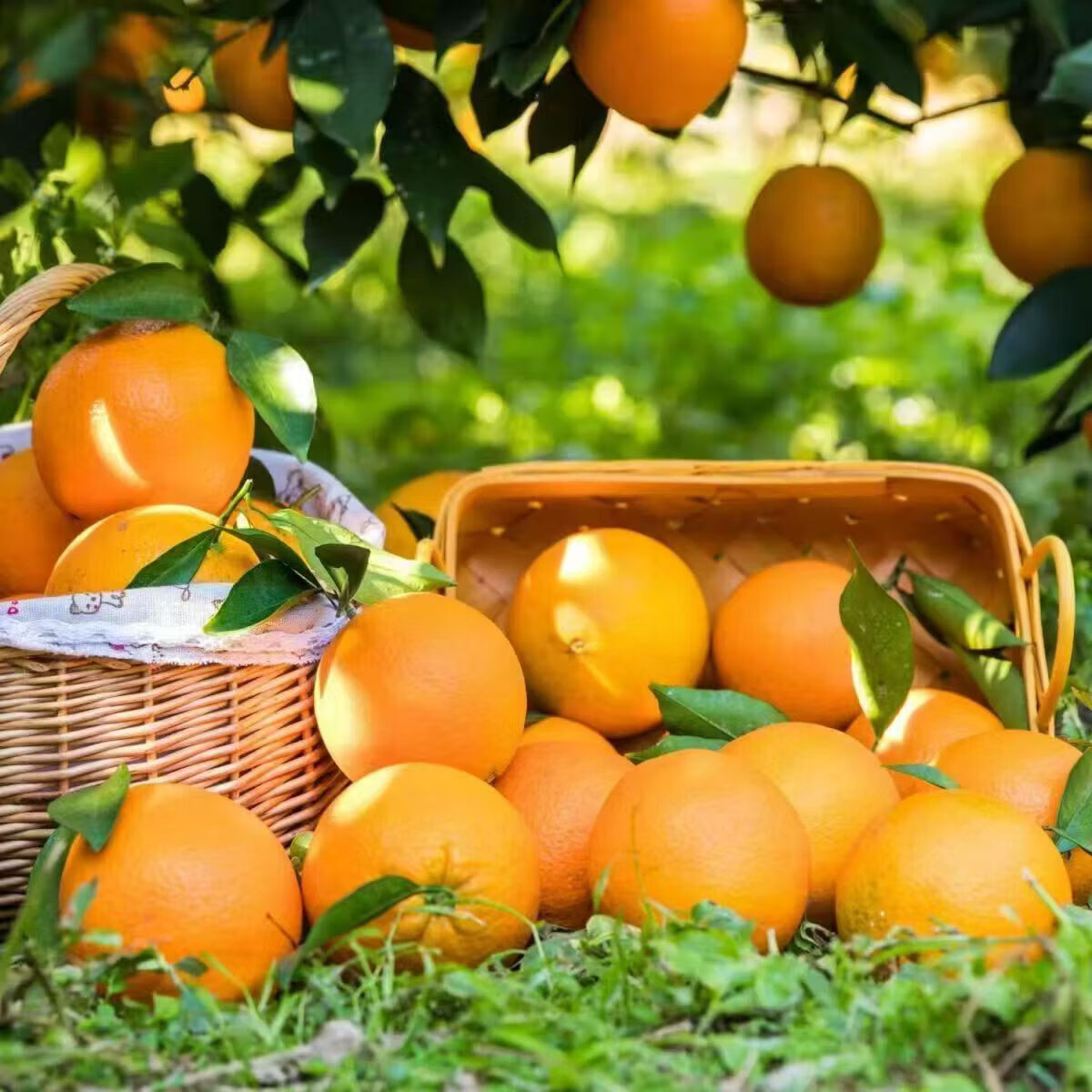 ����������� ���ݴ�� ������ժ���� 9�ﾻ�أ�60-70mm����10��С���� 15.99Ԫ(����ȯ)