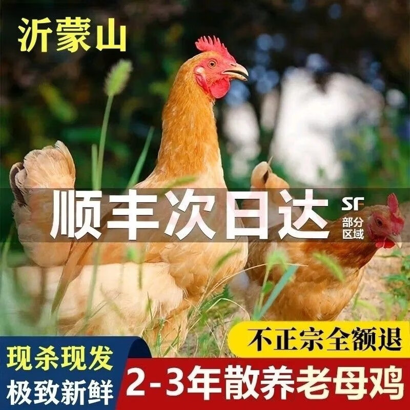 十三勺3年老母鸡沂蒙山农家散养正宗老母鸡黄油土鸡柴笨鸡新鲜现杀月子 【顺丰】1只3.5斤散养黄油老母鸡炖汤 京东折扣/优惠券