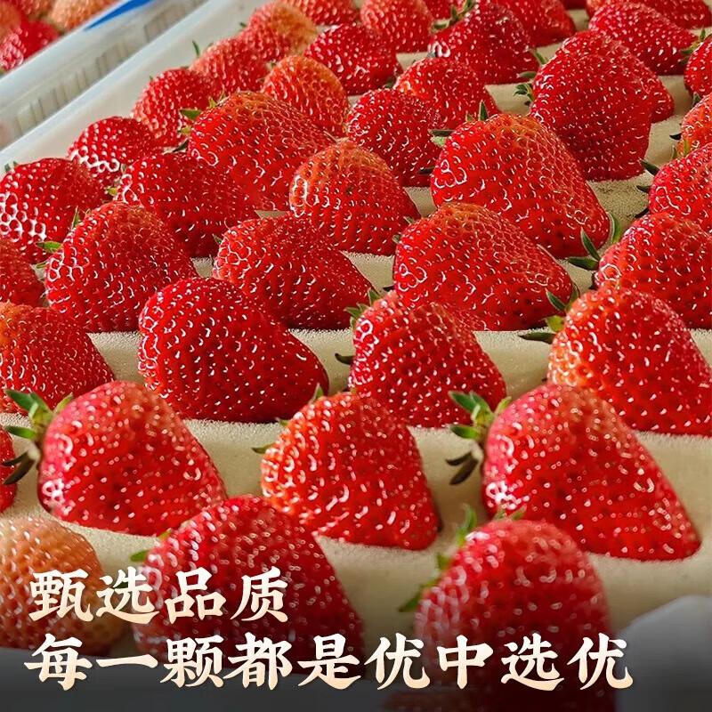 ����ɽ ���ղ�ݮ99ţ���Ͳ�ݮ 2������װ ����8-12g ����1.5�� 15.8Ԫ