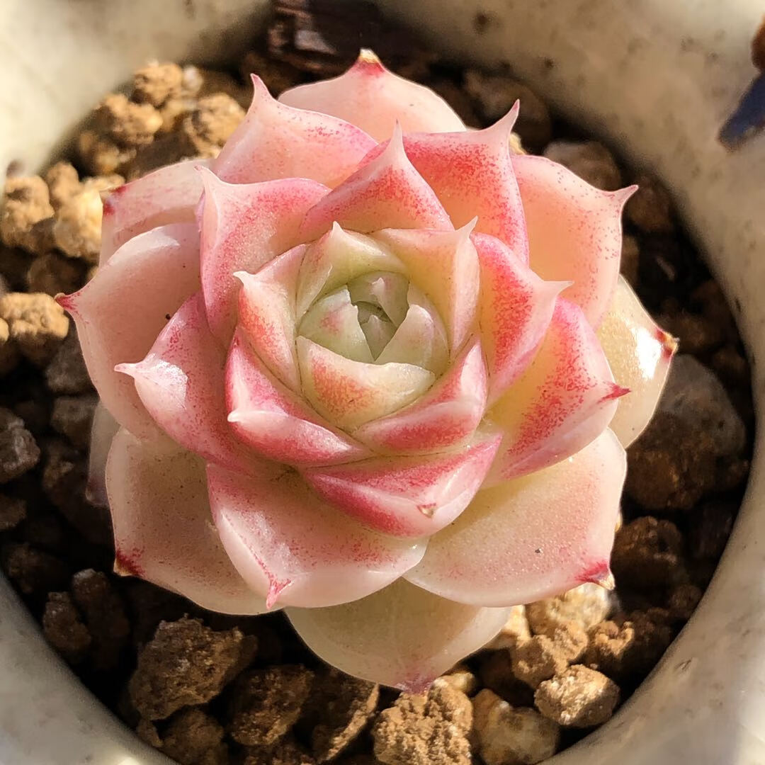 秋阳园艺 多肉植物 多肉  多肉植物 女王玫瑰杂交 随机发 颜如玉 裸根