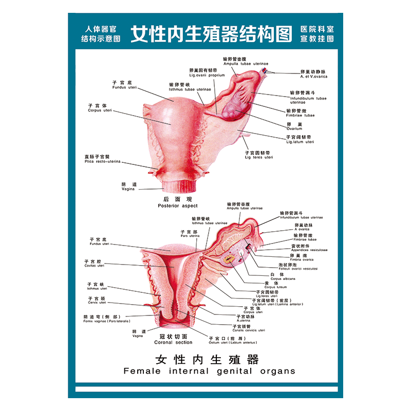 人体结构解剖图乳房矢状断横式图血管女性骨盆正中矢