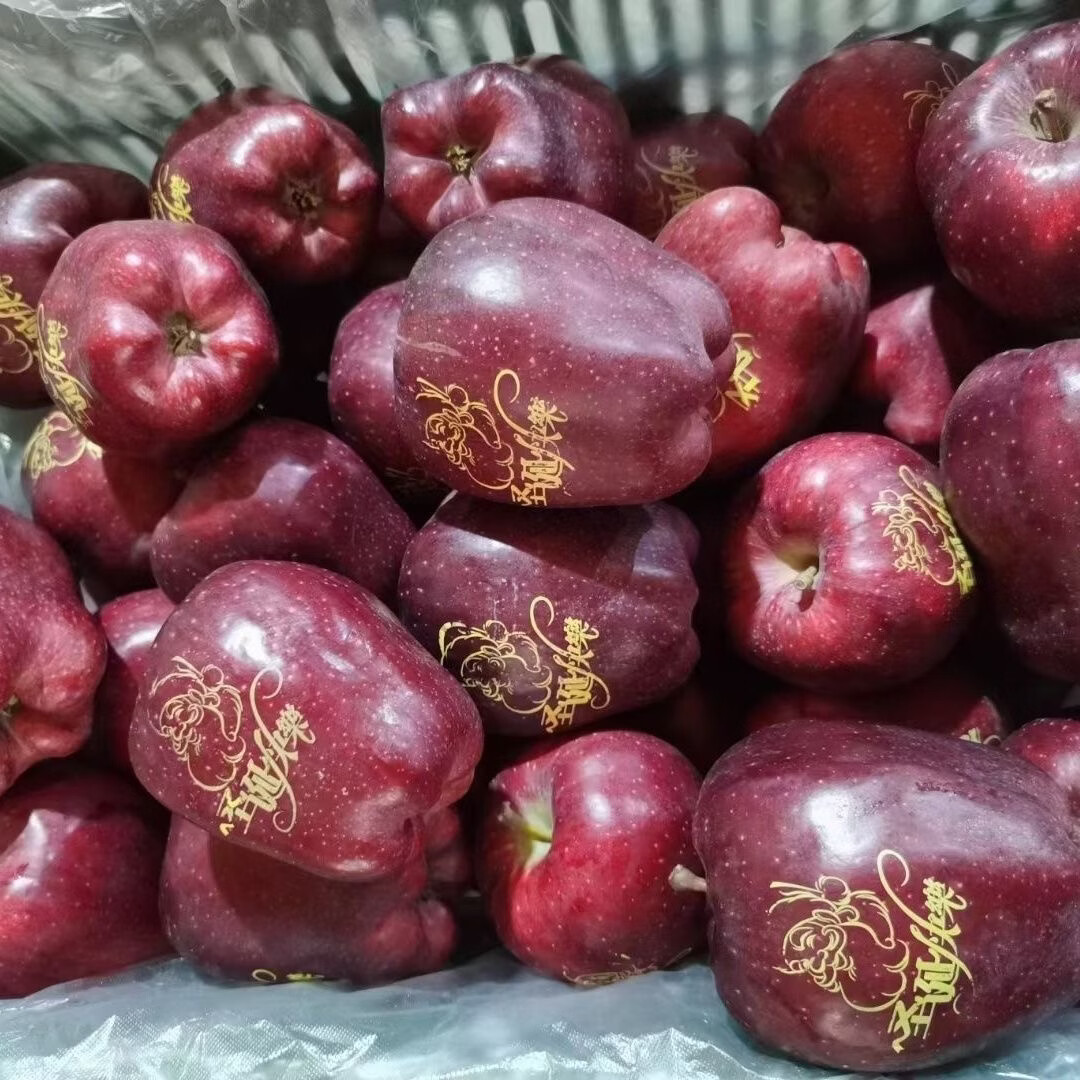 金百粟甘肃天水花牛苹果粉面红蛇大果 老人婴儿当季新鲜苹果水果生鲜 12枚精品印字圣诞果【单果75-80mm】顺丰到家