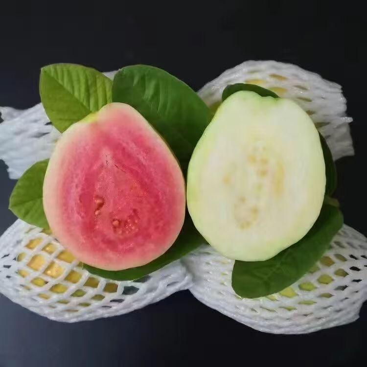 红白混搭装广西产地番石榴芭乐软心糯香甜新鲜现摘发【红心偏小】 白心芭乐1斤试吃装（贵在运费）