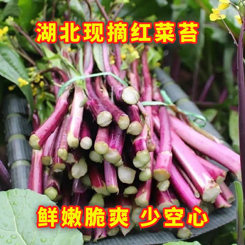 现摘红菜苔湖北红菜苔蔬菜红菜苔菜心紫菜苔油菜苔菜心芸菜苔便宜 净重1斤 露天种植 脆嫩红菜苔 泡沫箱+保鲜膜锁鲜发货