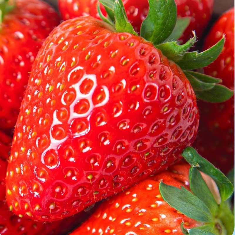 均垚四川奶油草莓 多地草莓新鲜次日达 新鲜水果 奶油草莓2盒优选单果12g+净600g