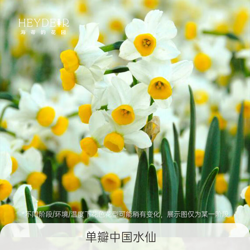 ���ٵĻ�԰����ˮ����������ˮ��ˮ���趬��������̨��������ζ�����׻��� ����ˮ��20/22(3��װ) 28.48Ԫ