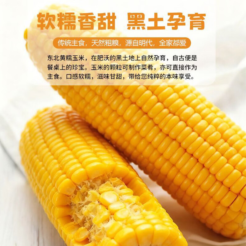 汤泉一品东北玉米新鲜糯玉米精品大棒东北甜糯玉米棒真空玉米轻食苞米棒子 东北黄糯玉米260-350*8根(铝箔袋、透明袋混发)