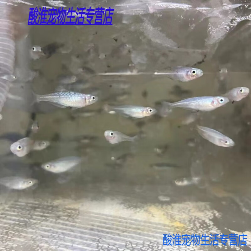 美人鱼活苗草缸南美缸鱼群游鱼中型灯科鱼淡水观赏 石美人鱼苗5条 不
