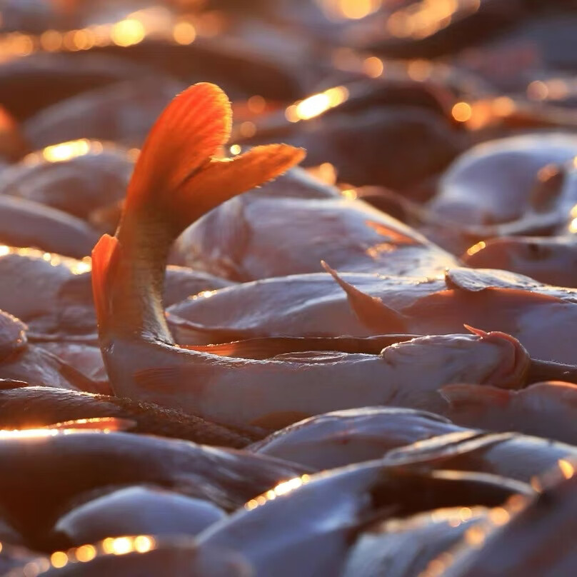松原冬捕有机胖头鱼查干湖渔场直采年货礼盒新鲜速冻假一赔十 整条净重10斤（胖头鱼精品礼盒）