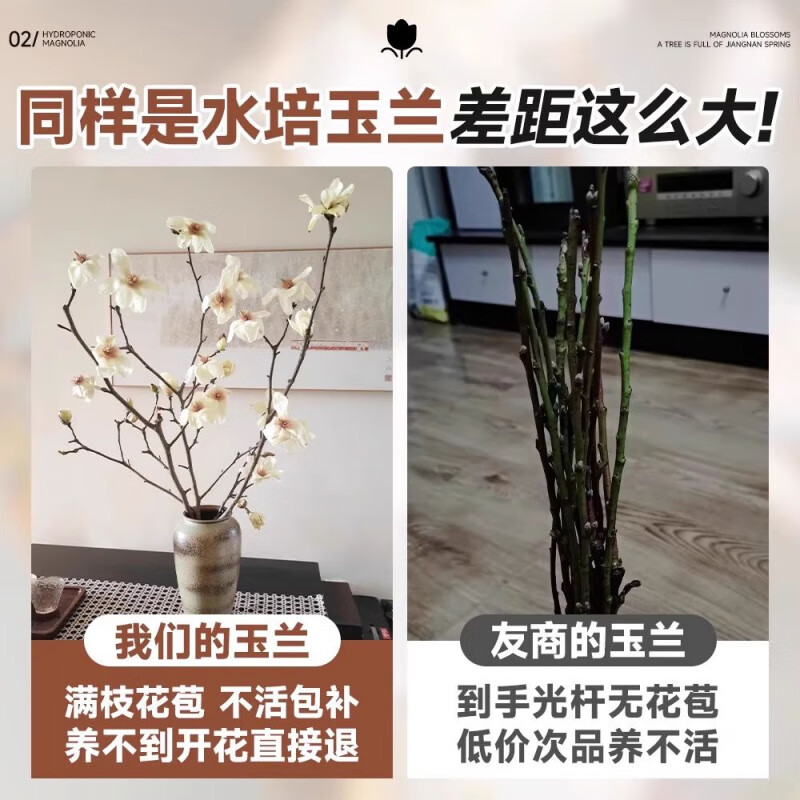 两草三花水培玉兰鲜切花枝带花苞家用水养鲜花卉干枝室内好养耐寒植物盆栽 粉玉兰枝条水培+营养液 50cm3枝