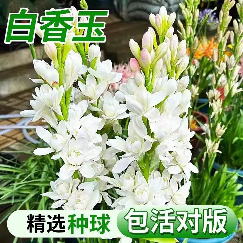 中梦晚香玉种球浓香型大花球根庭院花卉盆栽多年生夜来香耐寒盆栽 【7-10个芽】白色晚香玉种球2个+2包肥料 不含盆