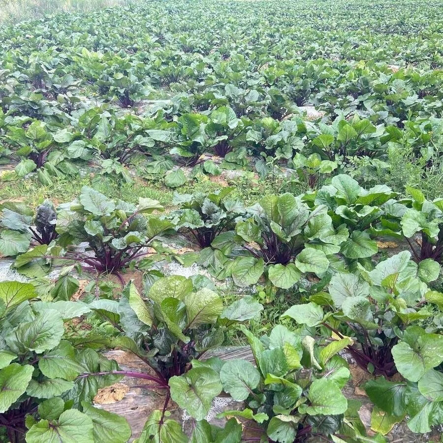 现摘红菜苔湖北红菜苔蔬菜红菜苔菜心紫菜苔油菜苔菜心芸菜苔便宜 净重1斤 露天种植 脆嫩红菜苔 泡沫箱+保鲜膜锁鲜发货