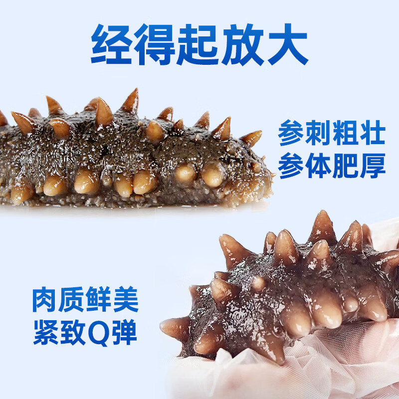 小兵海参鲜食海参正宗即食深海刺参 滋补营养礼盒独立包装 【三斤装】限时钜惠，买2斤送1斤到手3斤 10-12头/斤