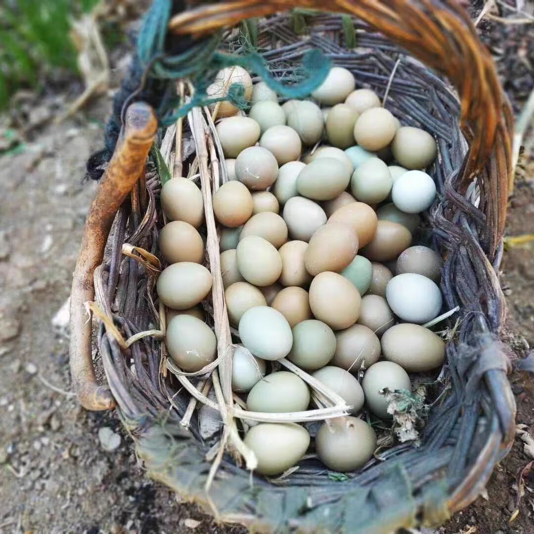 聚天然野山鸡蛋农家新鲜现捡山鸡蛋五谷喂养山鸡蛋七彩野山鸡鸡蛋 精品礼盒装山鸡蛋60枚