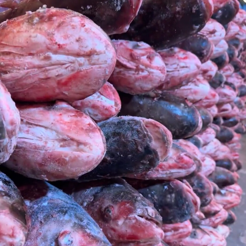 查干湖渔场直采冬捕胖头鱼年货礼盒活鱼速冻7到30斤整条假一赔十 30斤 胖头鱼镇店之宝，一鱼一码，保证正品，假一赔十