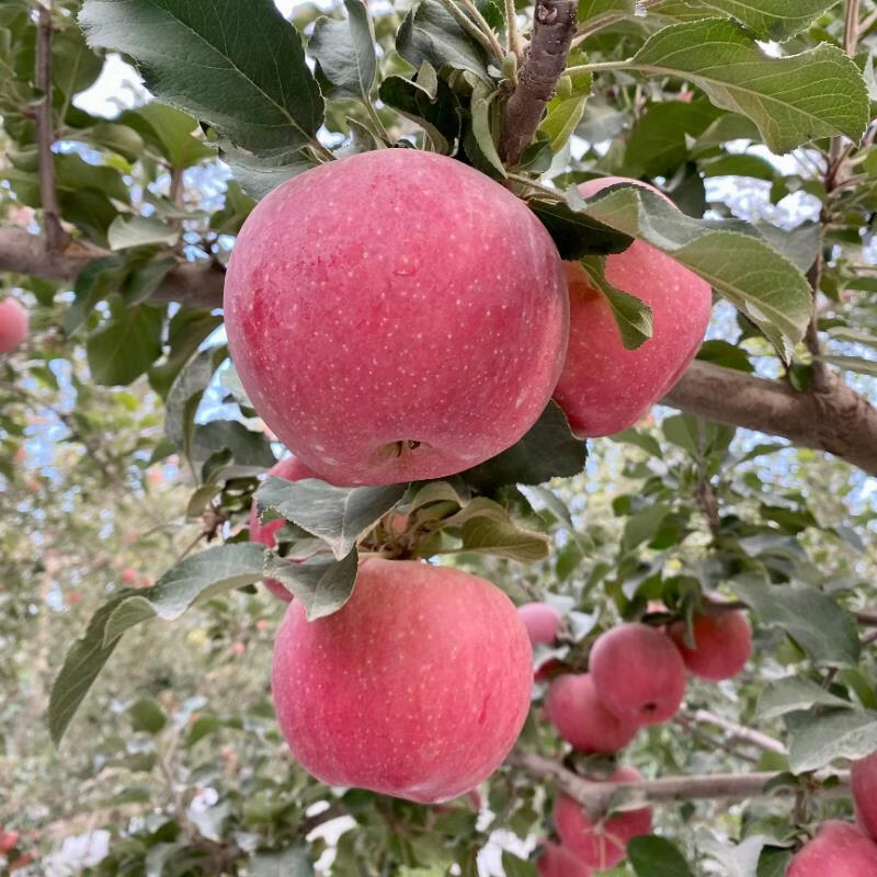 都食田间正宗阿克苏冰糖心苹果新疆生鲜脆甜多汁整箱新鲜采摘产地直发水果 中通/邮政随机不接受指定_110-350g 12个 礼盒果王，约8-9斤