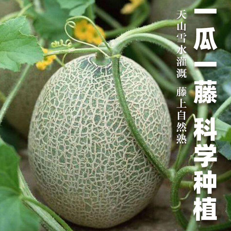 榴某某海南哈密瓜新鲜现摘网纹瓜脆甜多汁【产地直发】当季时令鲜果整箱 5斤带箱【净重4.8斤】2-4个装