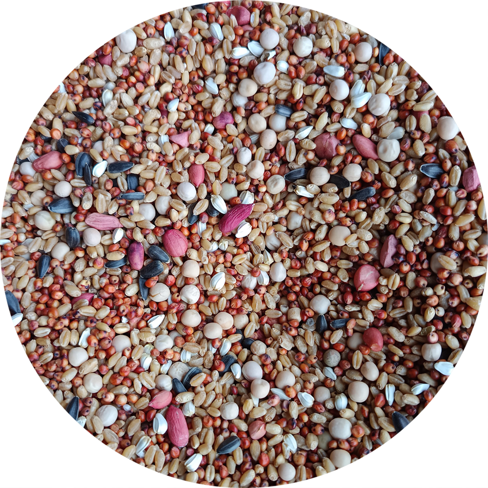 ������ȫ�׸������ĸ���͸��Ÿ����������ͨ������ι������ʳ 5�� �����׾�Ʒ����