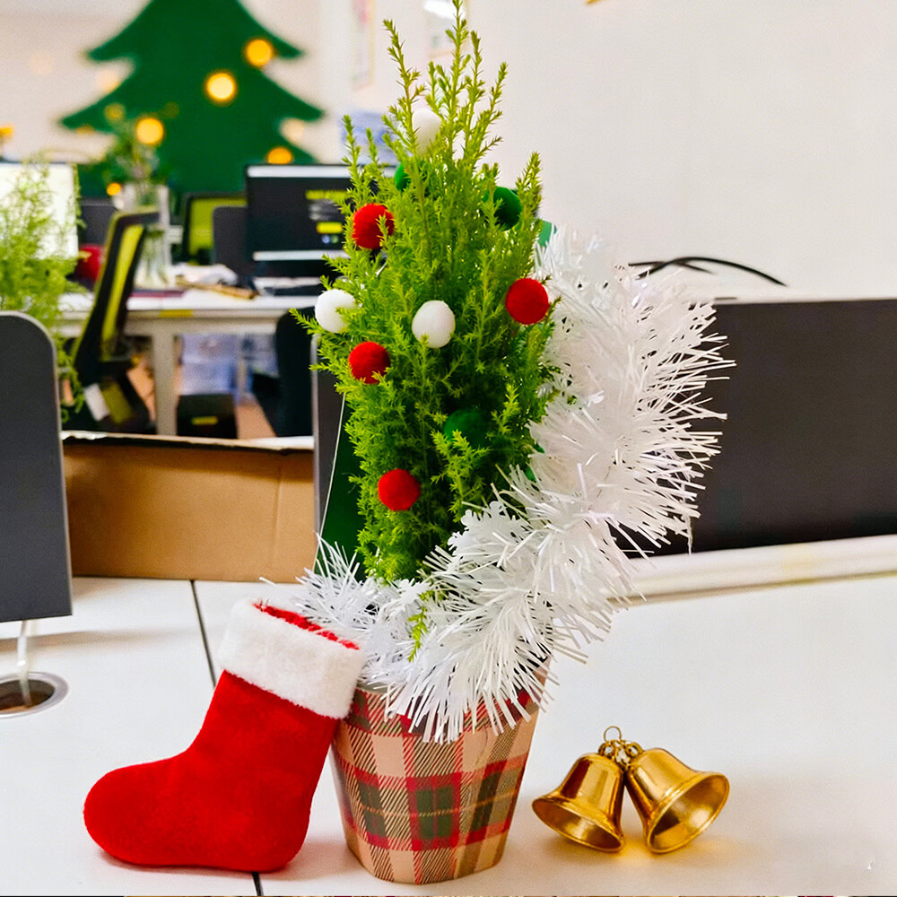 云舍花卉小香松盆栽圣诞树装饰植物云南基地直发桌面绿植礼物装饰 120杯【圣诞香松】绿植盆栽【带原盆发货】 【零下地区须拍保温棉不拍冻坏不接受售后】