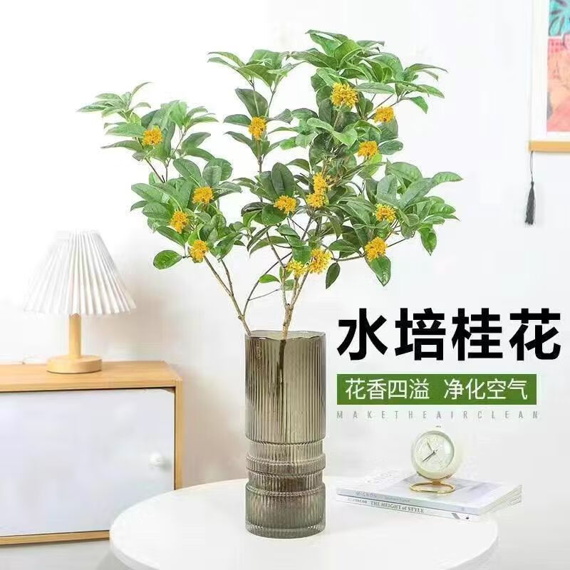 四季桂花懒人水培植物树苗室内好养易活花卉绿植盆栽 2棵