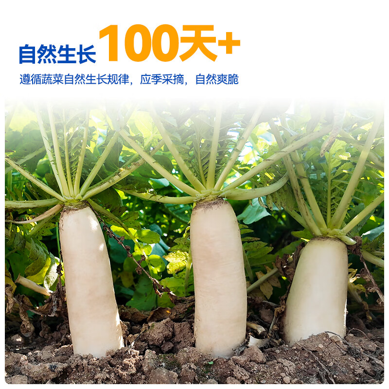吉香居 榨菜萝卜真芯泡椒豇豆风干麻辣萝卜干下饭菜咸菜配粥即时泡菜 萝卜真芯25g*20袋