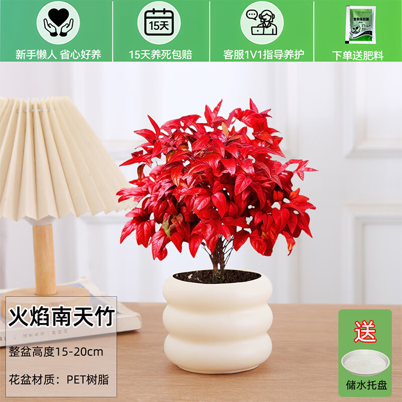 绿有意火焰南天竹盆栽红叶绿植中式禅意四季观叶桌面花卉好养耐寒植物 火焰南天竹(树脂甜甜圈盆)送肥料 耐寒好养 京东折扣/优惠券